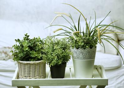 Imagen secundaria 1 - En cualquier lugar del hogar son unas buenas compañeras