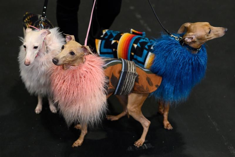 El Cruft Dog Show de Birmingham, la exposición canina más grande del mundo, se ha vuelto a celebrar este 2022 tras la pandemia.