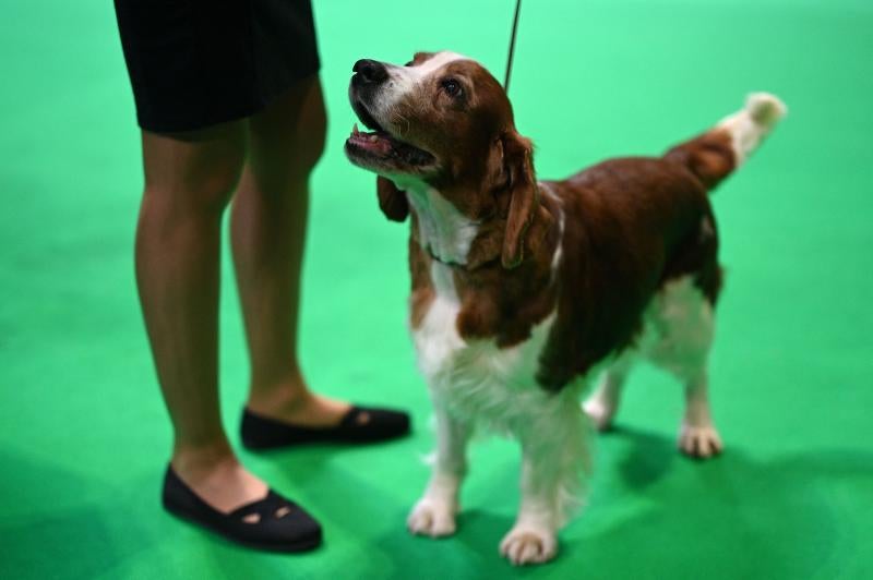 El Cruft Dog Show de Birmingham, la exposición canina más grande del mundo, se ha vuelto a celebrar este 2022 tras la pandemia.