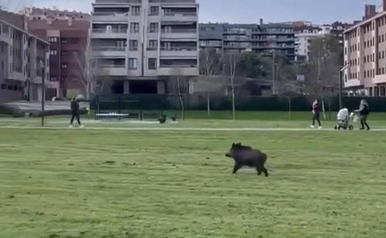Un jabalí en el parque fluvial de Gijón, la semana pasada