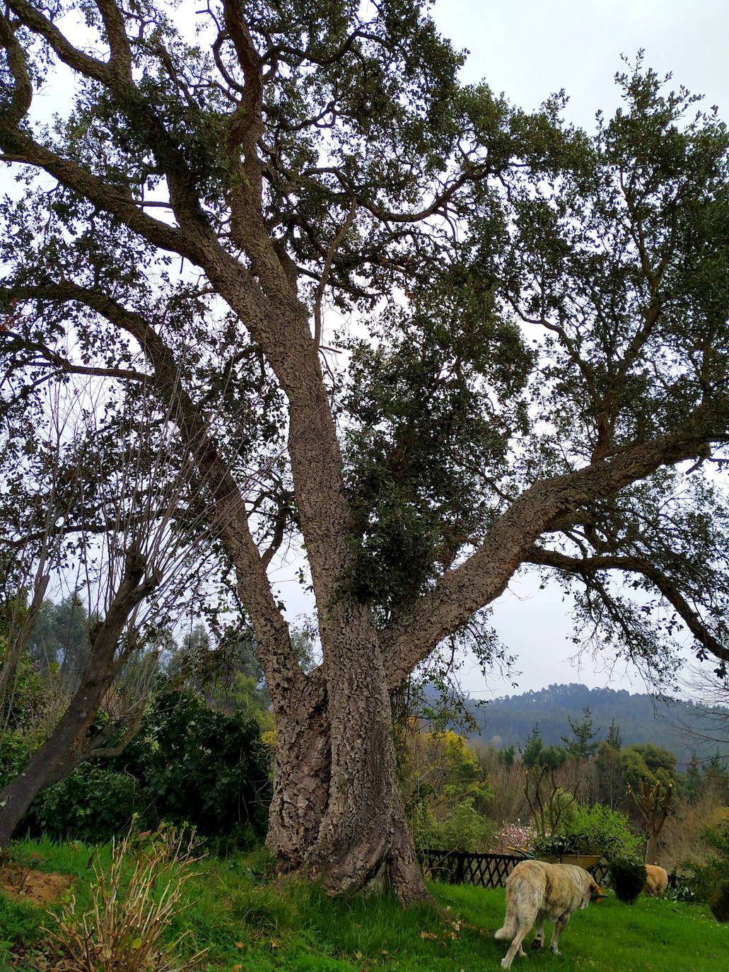 Alcornoque más que centenario norteado en el jardín de arriba.