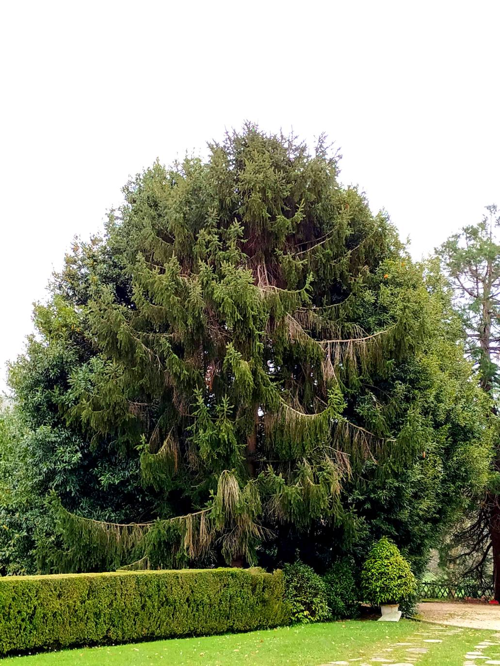 Abeto que fue árbol de navidad y se trasplantó, el cual ha alcanzado semejante porte y forma pendular.