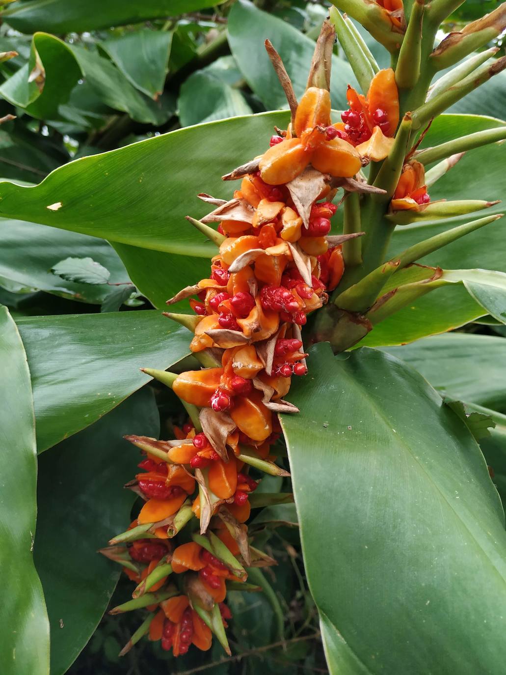 Llamativa coloración roja y amarilla de la inflorescencia de los Hedychium gardnerianum.