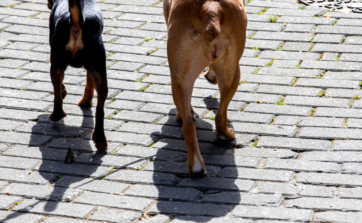 Imagen de archivo de dos perros paseando por Avilés. 