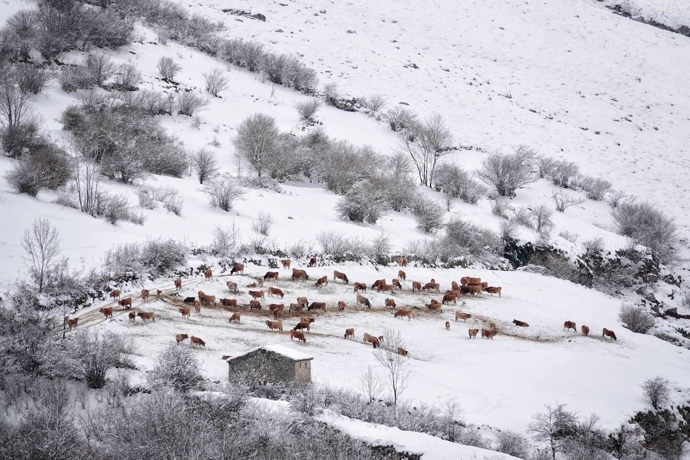 La llegada de la borrasca 'Ciril' ha devuelto el tiempo invernal a la región, con un notable descenso de las temperaturas y nieve en cotas bajas y abundantes chubascos en las ciudades asturianas