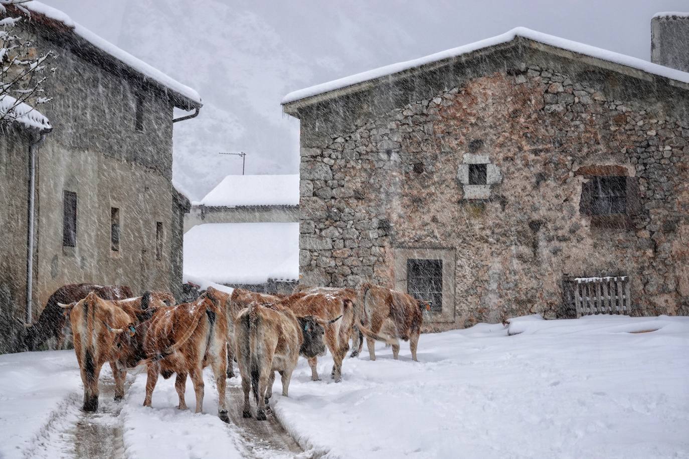 La llegada de la borrasca 'Ciril' ha devuelto el tiempo invernal a la región, con un notable descenso de las temperaturas y nieve en cotas bajas y abundantes chubascos en las ciudades asturianas