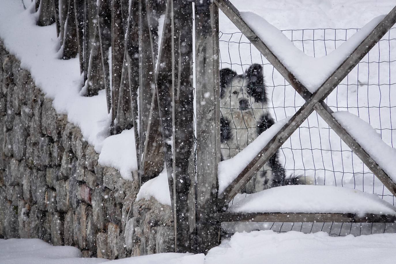 La llegada de la borrasca 'Ciril' ha devuelto el tiempo invernal a la región, con un notable descenso de las temperaturas y nieve en cotas bajas y abundantes chubascos en las ciudades asturianas