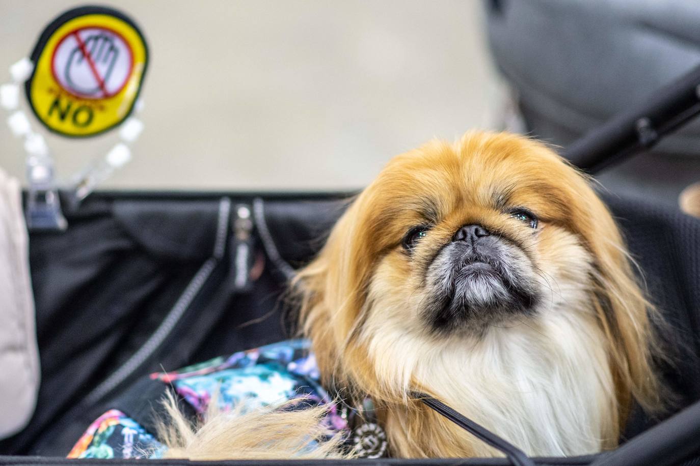 La feria internacional de mascotas 'Interpets', la más grande del sector, se celebra en Tokio, Japón este 1 de abril de 2022.