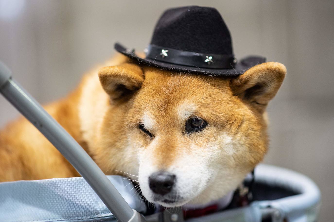 La feria internacional de mascotas 'Interpets', la más grande del sector, se celebra en Tokio, Japón este 1 de abril de 2022.