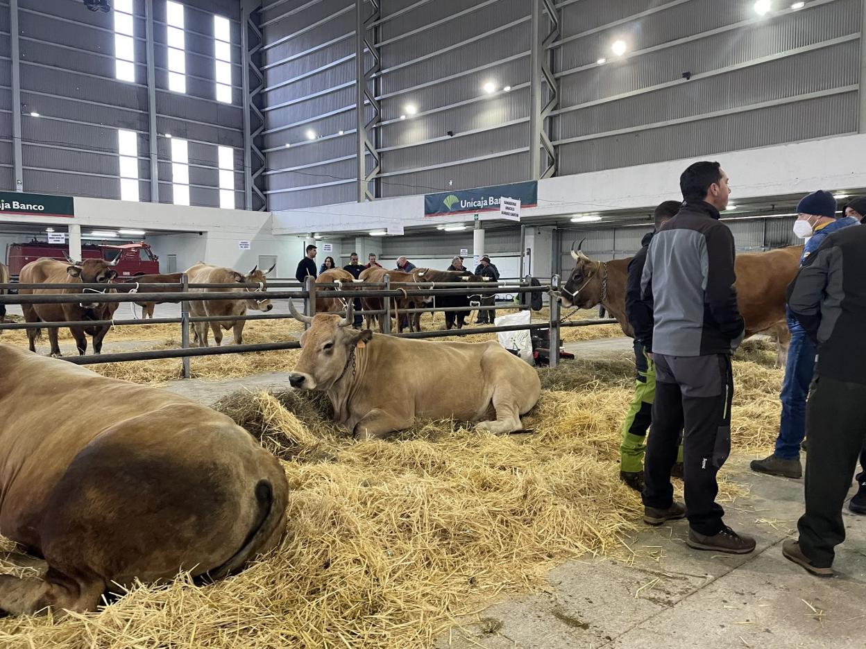 La cita ganadera se desarrolló en el recinto ferial de Santullano, diez años después de la última. 