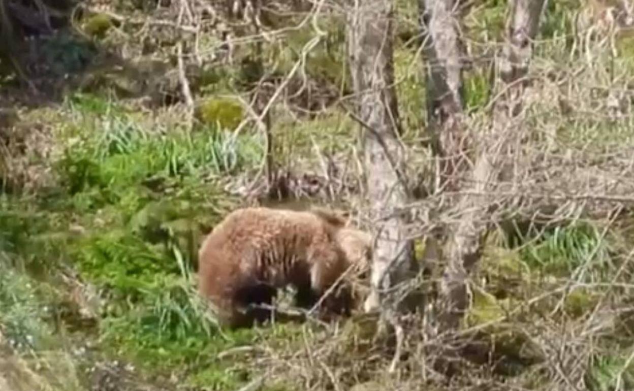 La osa 'Clarita', avistada en la zona de Peñavera. 