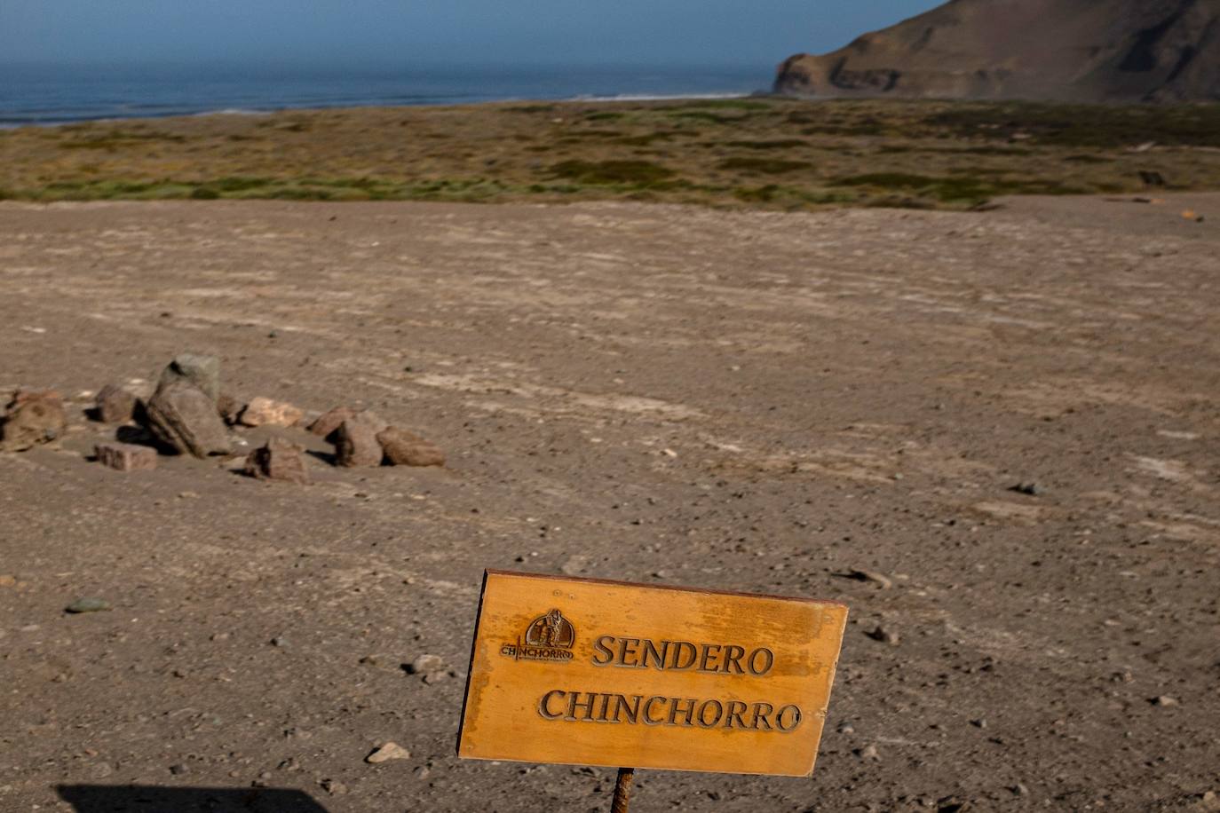 Hace más de 7.000 años, mucho antes que los egipcios, la cultura chinchorro, un pueblo de pescadores que habitaron el norte de Chile, desarrolló un sistema artificial de momificación que asombra por sus distintas técnicas y lo que revela sobre la relación con sus muertos. Las momias chinchorro, declaradas patrimonio de la humanidad por la Unesco en julio de 2021, son las más antiguas de mundo. Aunque con claras diferencias frente a las egipcias, que desarrollaron la momificación unos 2.000 años después, demuestran igualmente el avanzado dominio del cuerpo humano por parte de uno de los pueblos más primitivos de los que se tenga registro. Por su antigüedad no ha sido posible extraer el ADN de los cuerpos, lo que dificulta a los científicos conocer más antecedentes de esta cultura. Para seguir con las investigaciones, se va a construir un museo que exhibirá y conservará las más de 2.500 piezas arqueológicas y etnográficas.