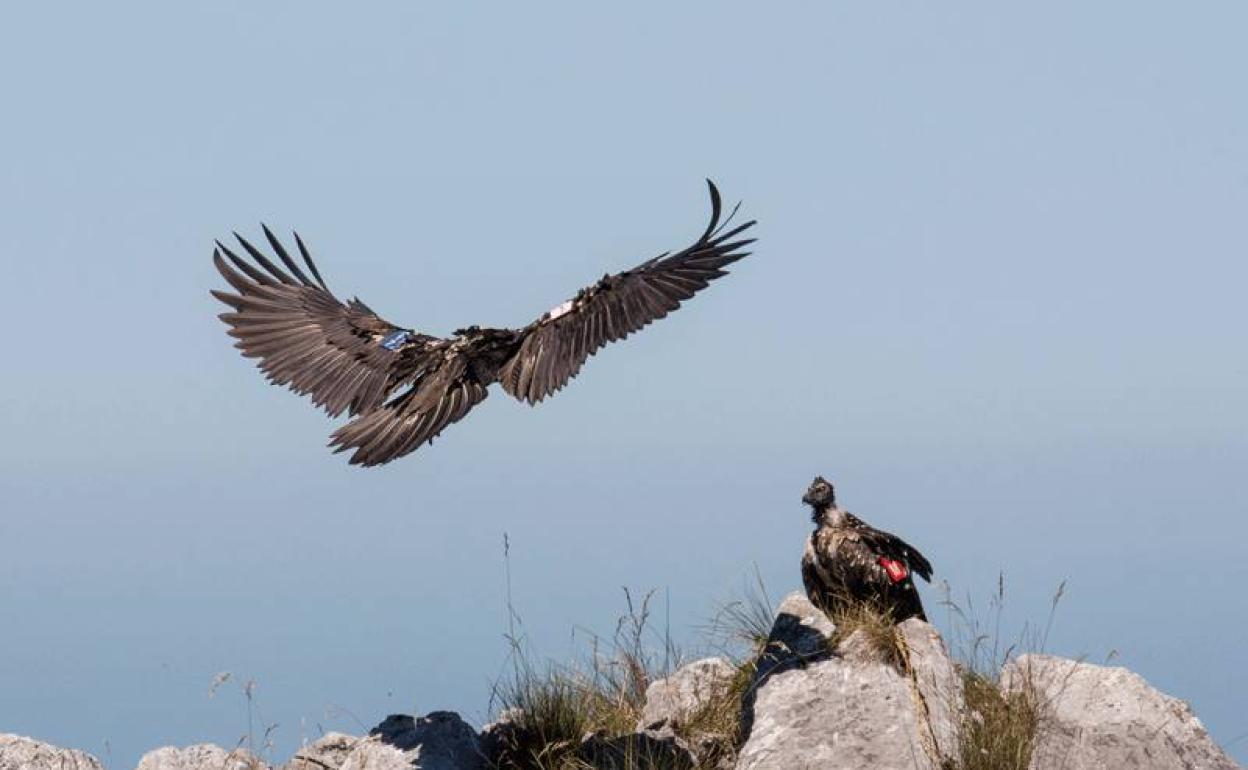 'Vitorina' y 'Jana', dos hembras de quebrantahuesos que fueron liberadas el mismo día en Picos de Europa 