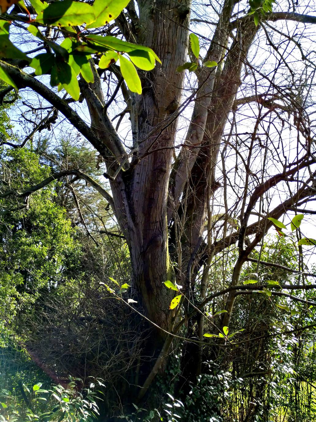 Este tilo es otro de los buques insignia de la finca, tiene más de 300 años y se encuentra plantado detrás del cierre metálico que bordea la antigua pajarera con las casetas de los patos.