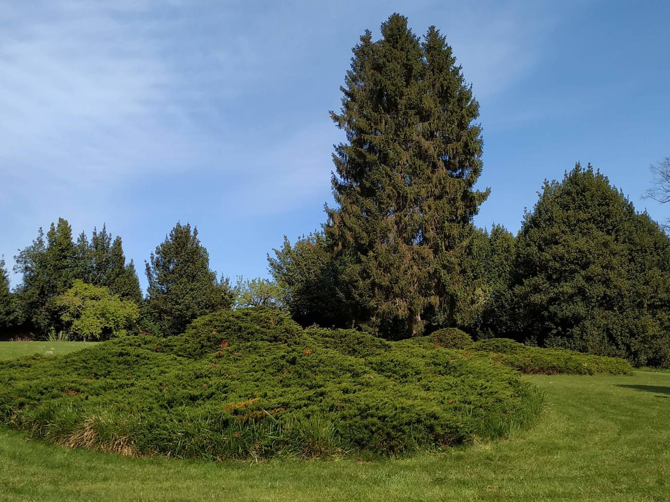 Uno de los enormes medallones de enebros rastreros, que son totalmente raros en Asturias, con la enorme picea (falso abeto) al fondo y el no menos ancho tejo dorado.