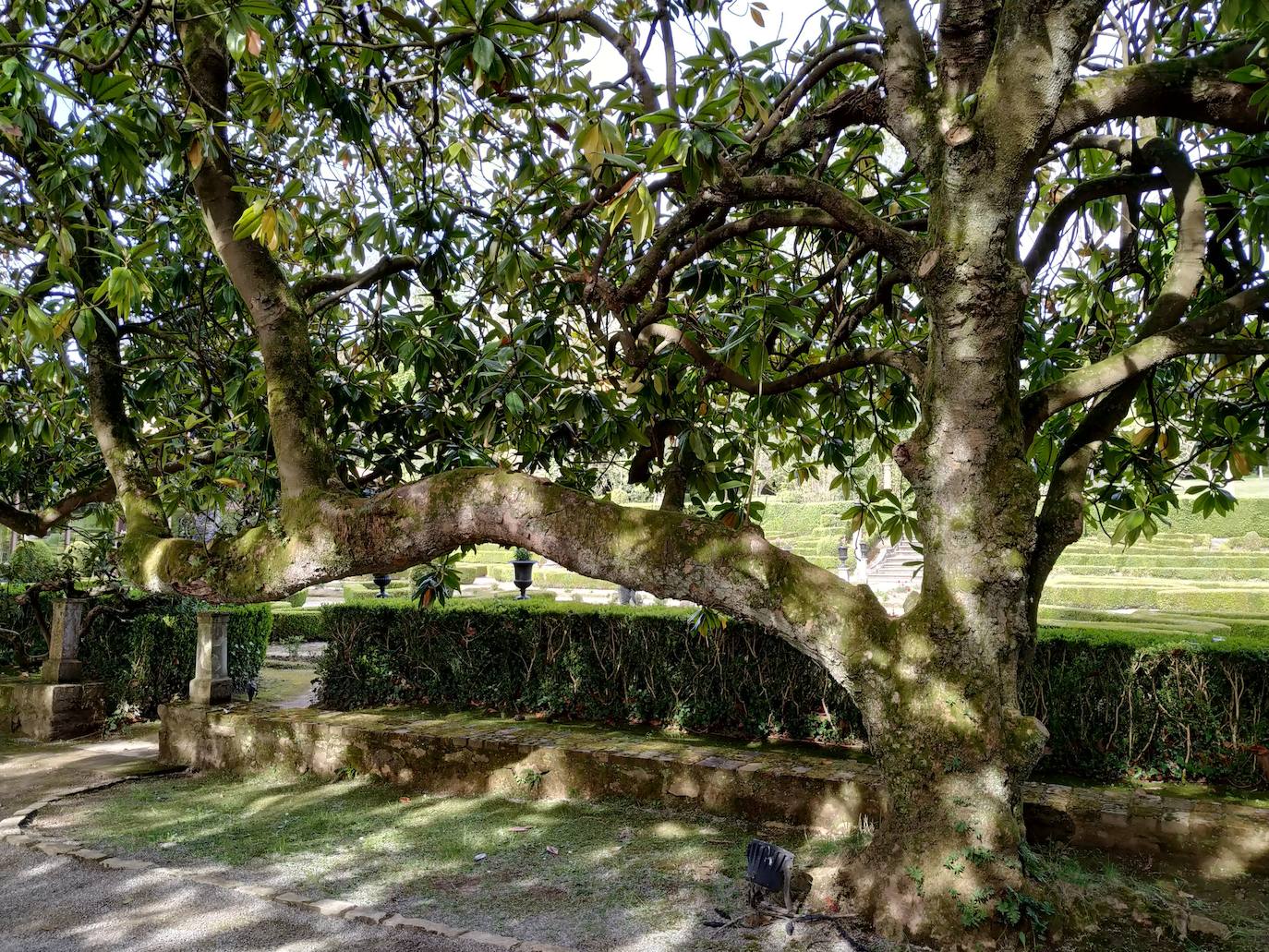 Una de las magnolias grandiflora con sus características ramas igual de largas que la altura del tronco principal buscando la luz.