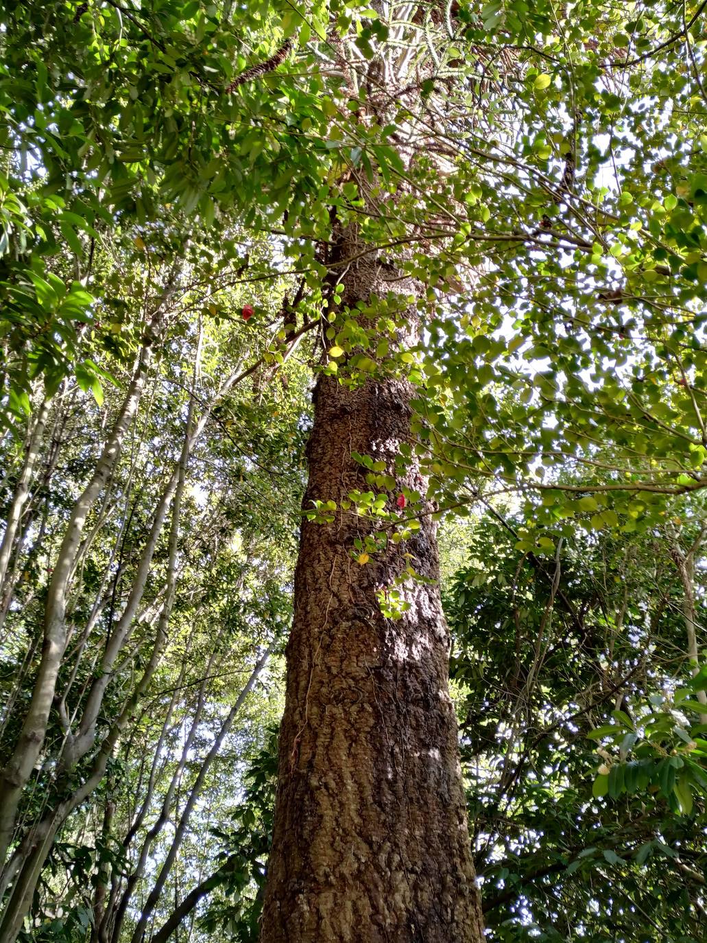 Desmedido grosor y longitud de la araucaria de Chile, situada en el centro del bosque de camelias. La copa de las camelias impide ver su altísima y lejana copa de acículas punzantes.