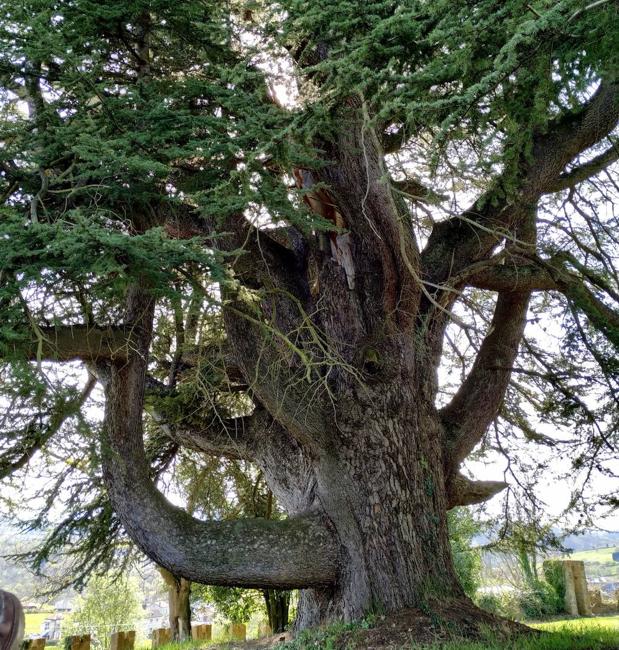 Impresionante cedro del Líbano con ramas torcidas de más de tres siglos.