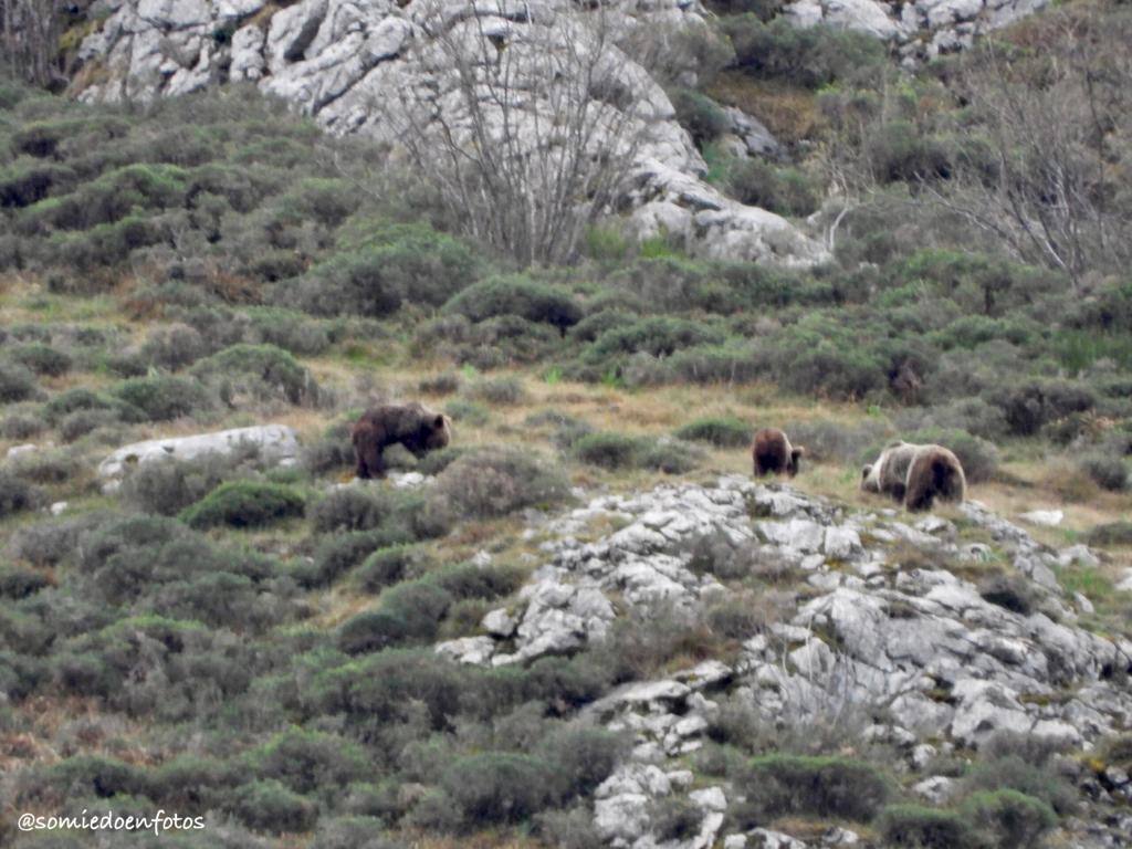 Expectación este Viernes Santo en Pola de Somiedo, después de que varios osos pardos se hayan dejado ver, para disfrute de turistas y locales 