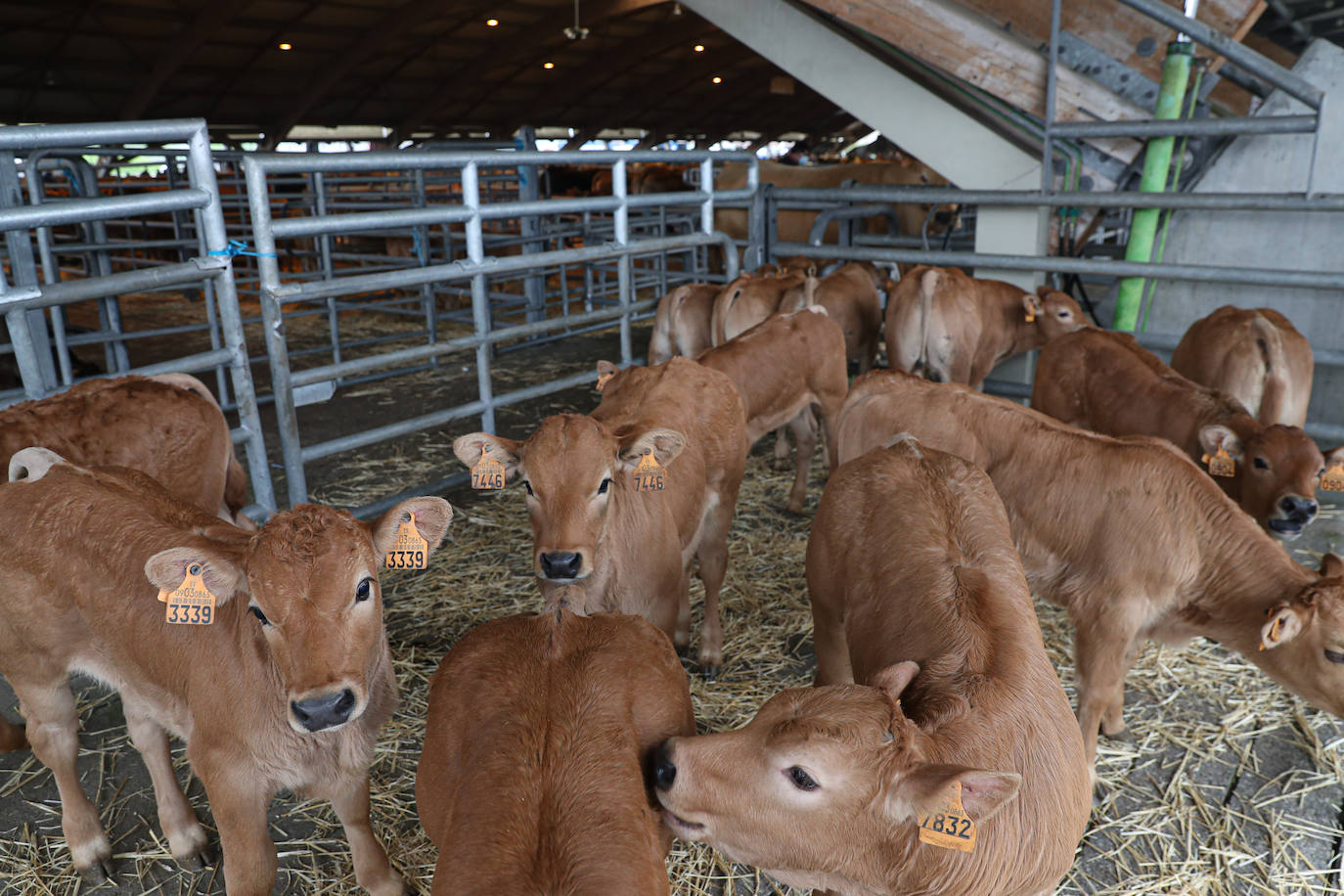 El consejero de Medio Rural y Cohesión Territorial, Alejandro Calvo, visitó este lunes, el Mercado Nacional de Ganado de Pola de Siero, que hace unas semanas ha vuelto a la normalidad tras el parón al que se vieron obligados con la huelga de transportes.