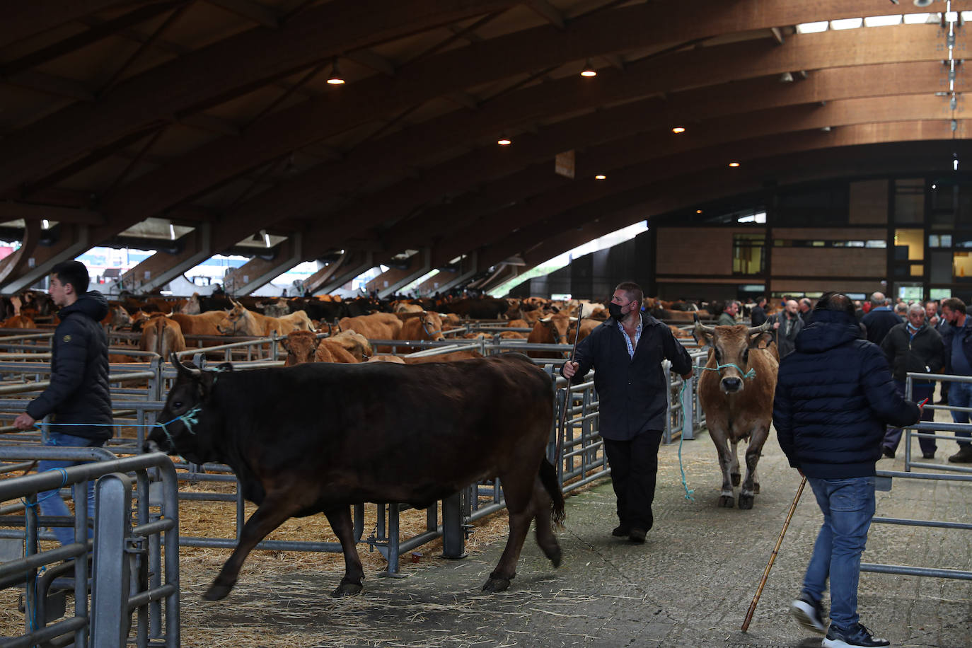 El consejero de Medio Rural y Cohesión Territorial, Alejandro Calvo, visitó este lunes, el Mercado Nacional de Ganado de Pola de Siero, que hace unas semanas ha vuelto a la normalidad tras el parón al que se vieron obligados con la huelga de transportes.
