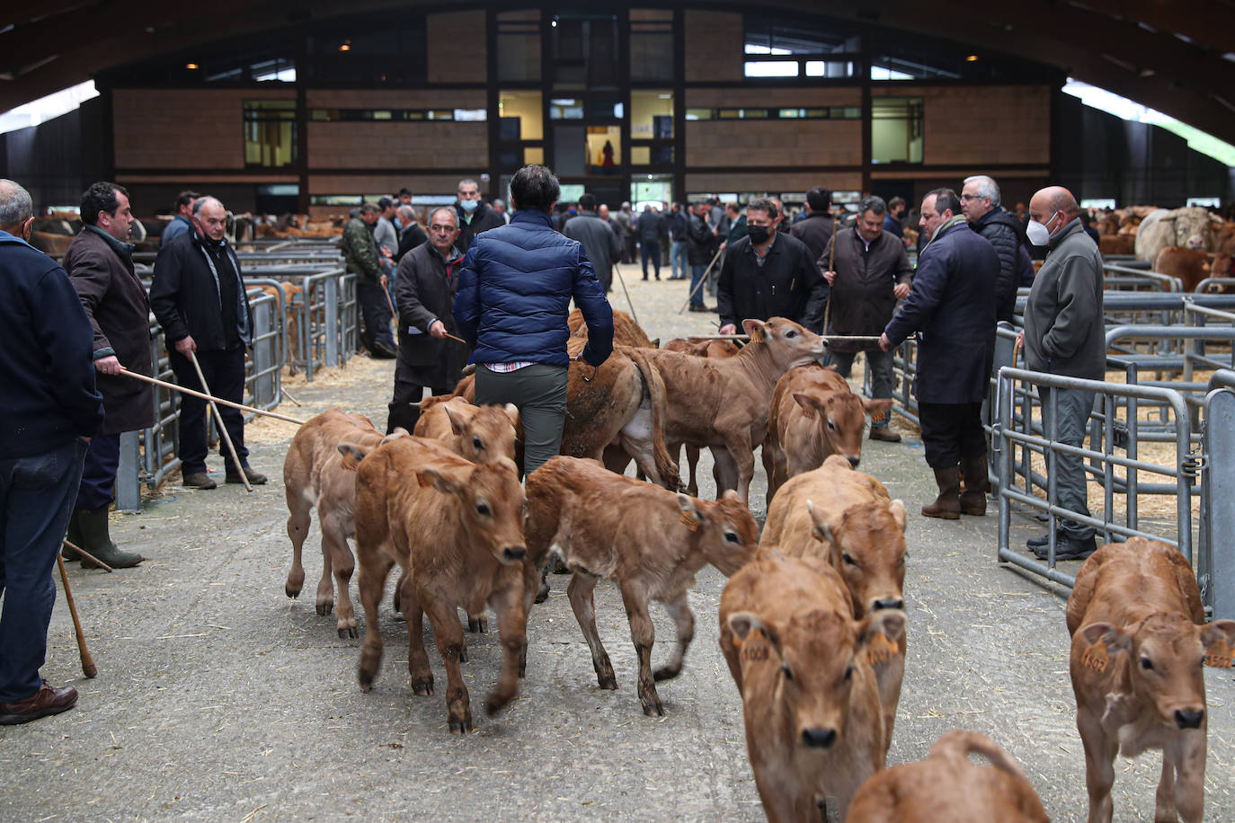 El consejero de Medio Rural y Cohesión Territorial, Alejandro Calvo, visitó este lunes, el Mercado Nacional de Ganado de Pola de Siero, que hace unas semanas ha vuelto a la normalidad tras el parón al que se vieron obligados con la huelga de transportes.