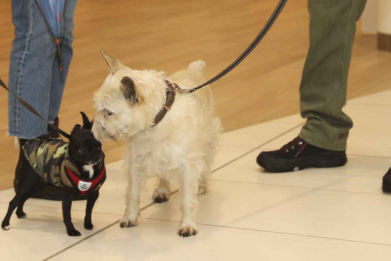 Fotos: El séptimo arte es &#039;dogfriendly&#039; en Gijón