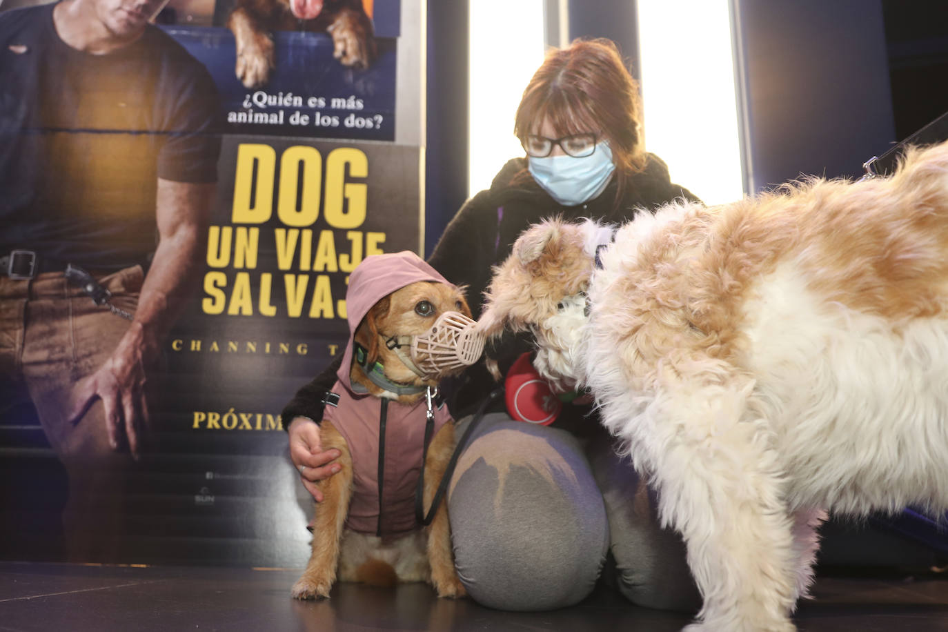 Fotos: El séptimo arte es &#039;dogfriendly&#039; en Gijón