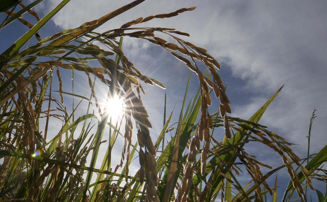 Cultivo de arroz.