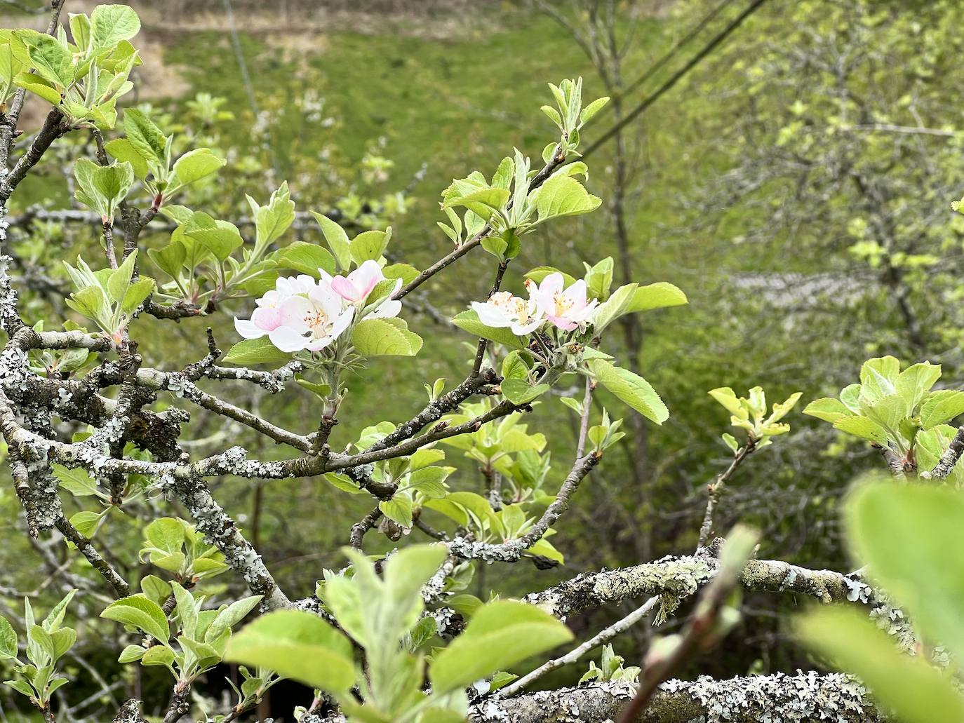 Fotos: El espectáculo de los manzanos en flor