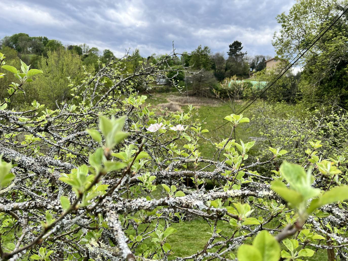 Fotos: El espectáculo de los manzanos en flor
