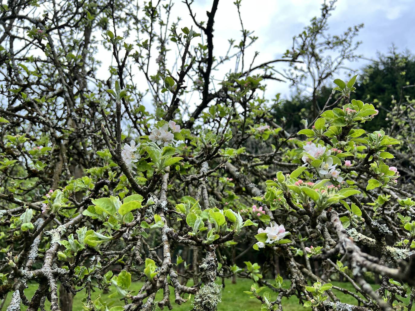 Fotos: El espectáculo de los manzanos en flor