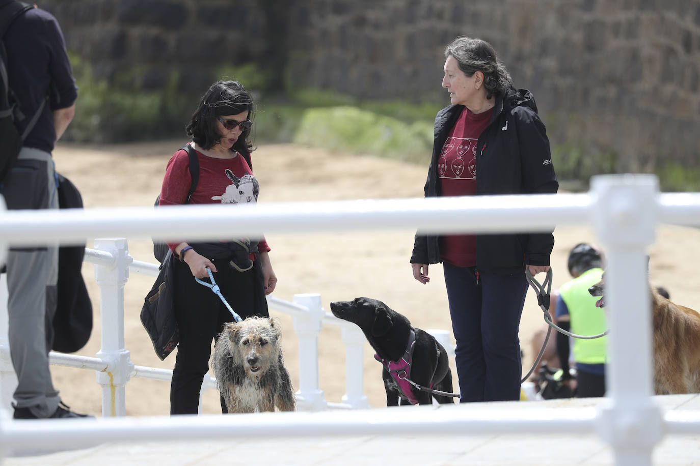 La playa gijonesa de San Lorenzo se ha llenado de perros este sábado, último día antes del inicio de la temporada de baños, periodo en el que los canes no pueden acceder al arenal. 