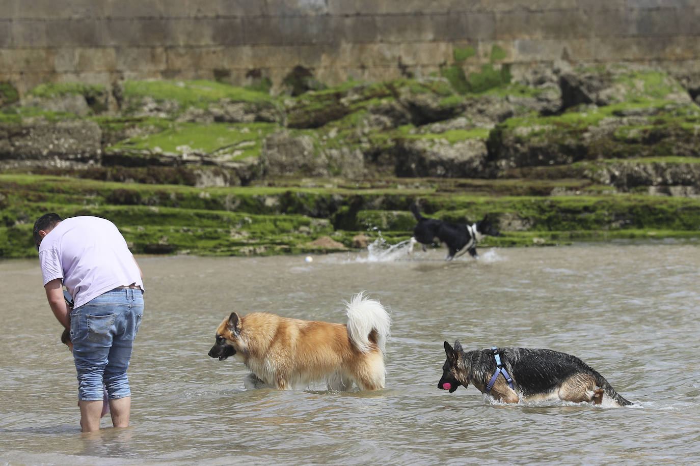 La playa gijonesa de San Lorenzo se ha llenado de perros este sábado, último día antes del inicio de la temporada de baños, periodo en el que los canes no pueden acceder al arenal. 