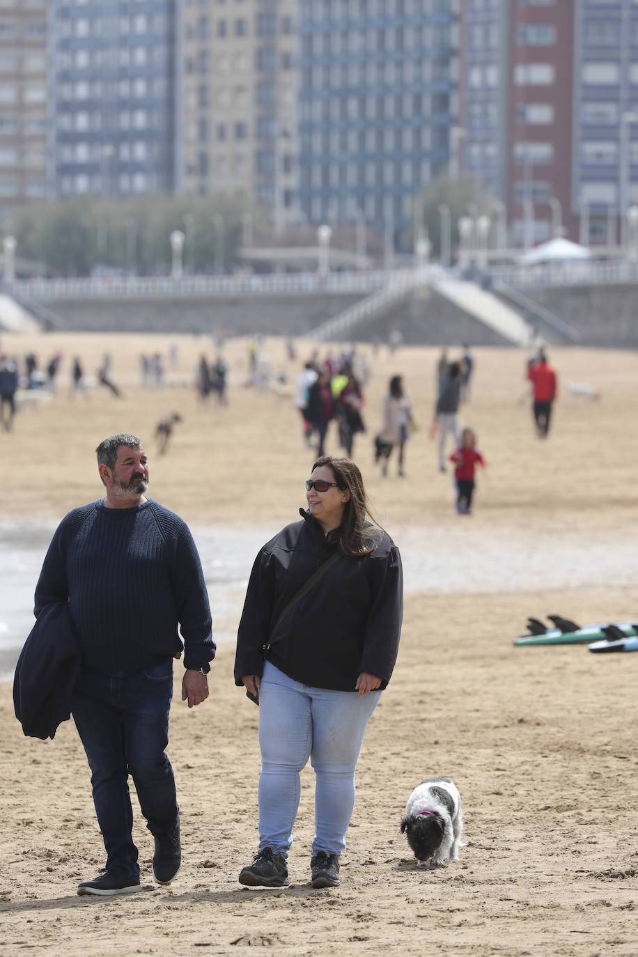 La playa gijonesa de San Lorenzo se ha llenado de perros este sábado, último día antes del inicio de la temporada de baños, periodo en el que los canes no pueden acceder al arenal. 