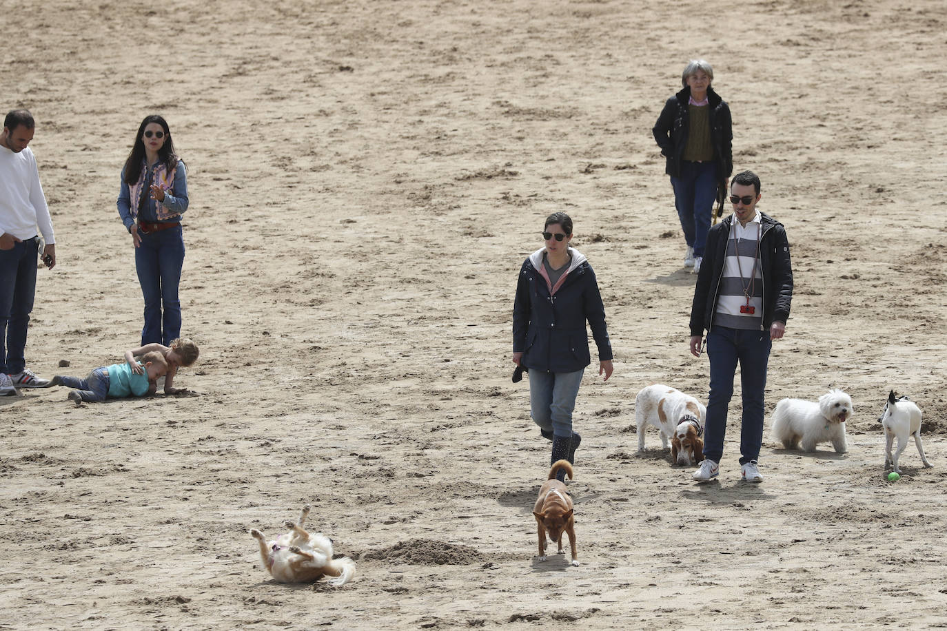 La playa gijonesa de San Lorenzo se ha llenado de perros este sábado, último día antes del inicio de la temporada de baños, periodo en el que los canes no pueden acceder al arenal. 