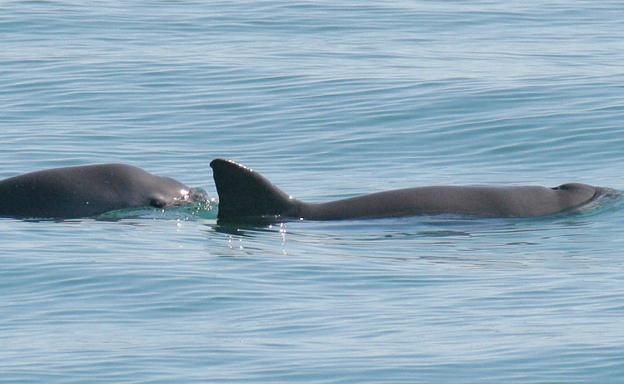 Una vaquita marina y su cría en aguas de San Felipe, México.