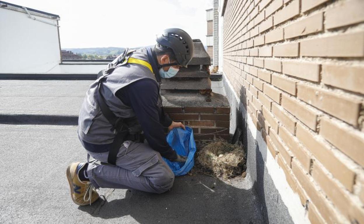 Retirada de los huevos de gaviota en una azotea de un edificio de Maspalomas. 