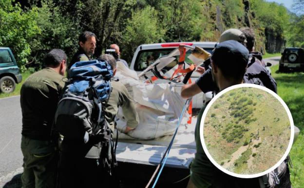 Agentes de la consejería de Medio Rura recogen al ejemplar de oso pardo fallecido. l