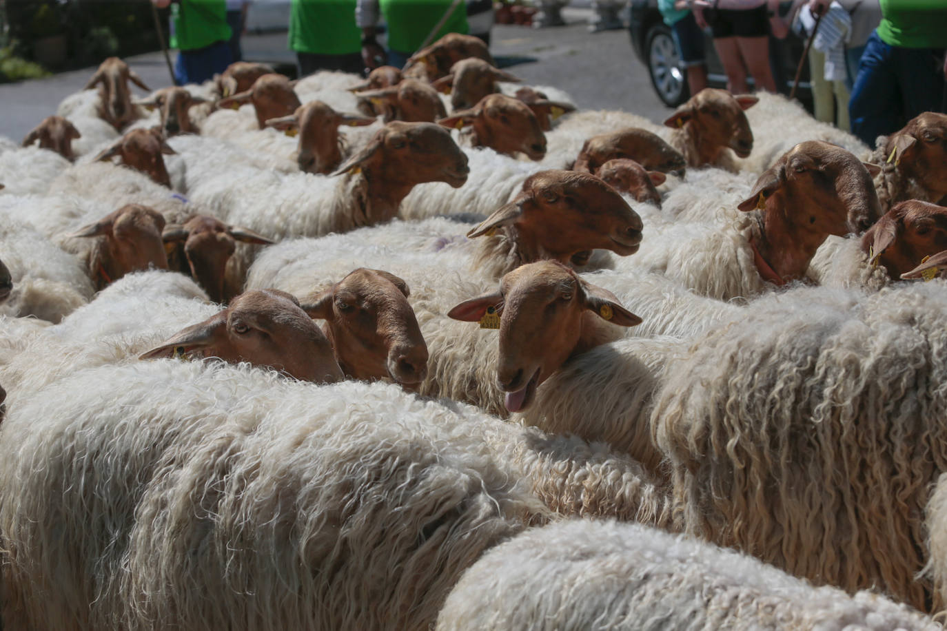 La feria ganadera se vivió este sábado con gran expectación y participación en una edición que devuelve a Llanera su identidad, tras el parón de su tradicional fiesta de San Isidro por la pandemia.