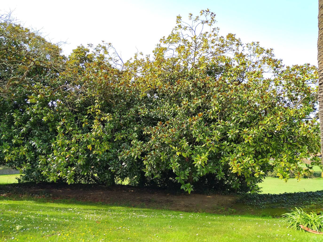 Magnolias grandiflora con el suelo ensombrecido y tapizado por musgo.