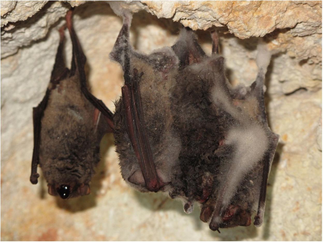 Tres murciélagos hallados muertos en 2016 en Hungría con signos de hemorragia respiratoria. El de la izquierda dio positivo en virus Lloviu. Imagen de S. Boldogh /Kemenesi et al, 'Emerging Microbes & Infections'.