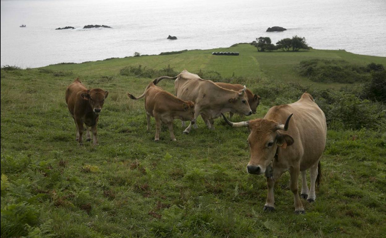Vacas pastando cerca de la costa en Llanes.