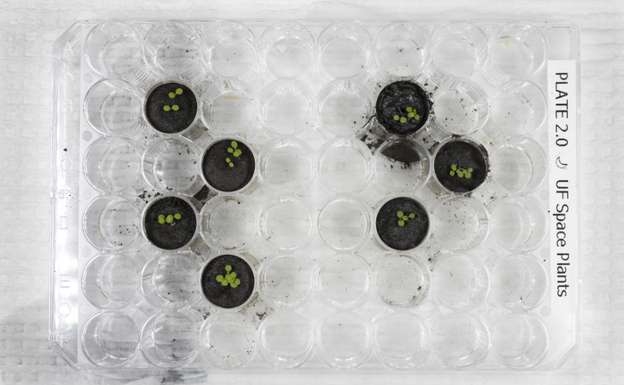 Plantas de Arabidopsis seis días después de plantar las semillas. Los cuatro pozos de la izquierda contienen plantas que crecen en el simulador de suelo lunar JSC-1A. Los tres pozos de la derecha contienen plantas que crecen en suelos lunares recolectados durante las misiones Apolo 11, 12 y 17.