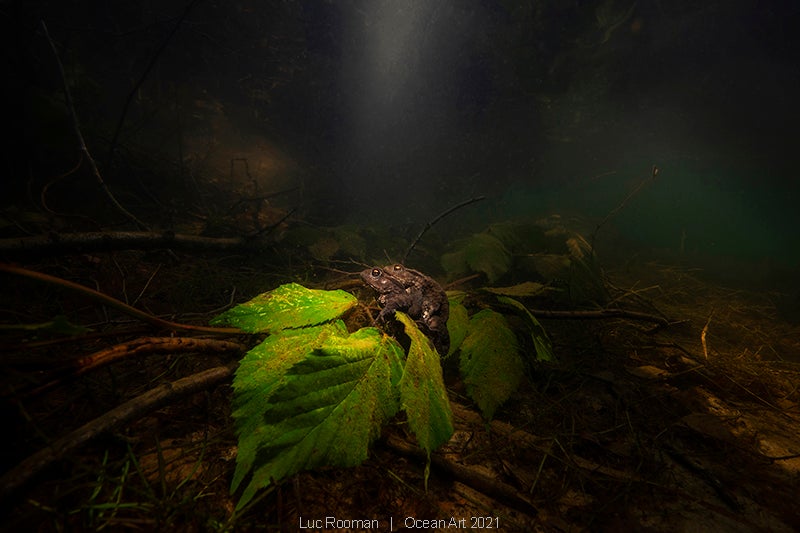 Las imágenes ganadoras del concurso 'Ocean Art' de fotografía submarina organizado por la publicación 'Underwater Photography'. 