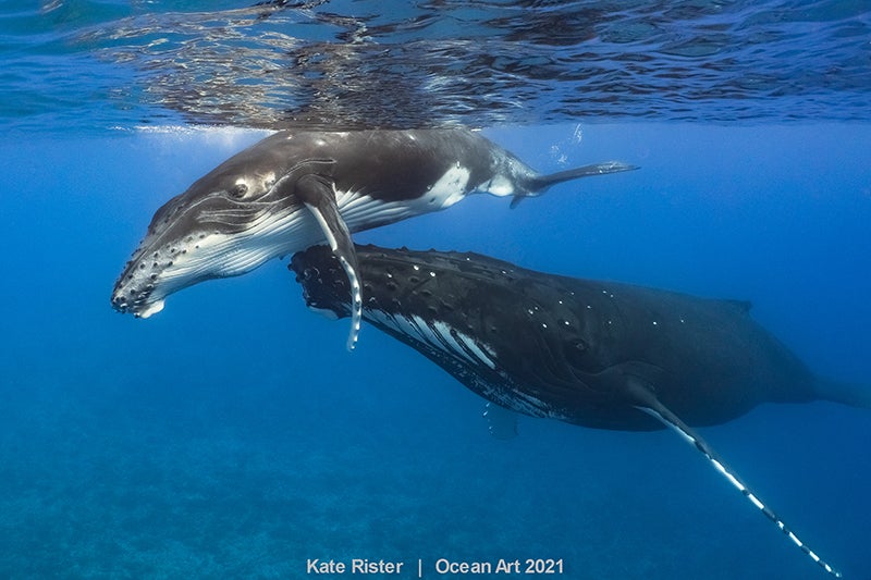 Las imágenes ganadoras del concurso 'Ocean Art' de fotografía submarina organizado por la publicación 'Underwater Photography'. 