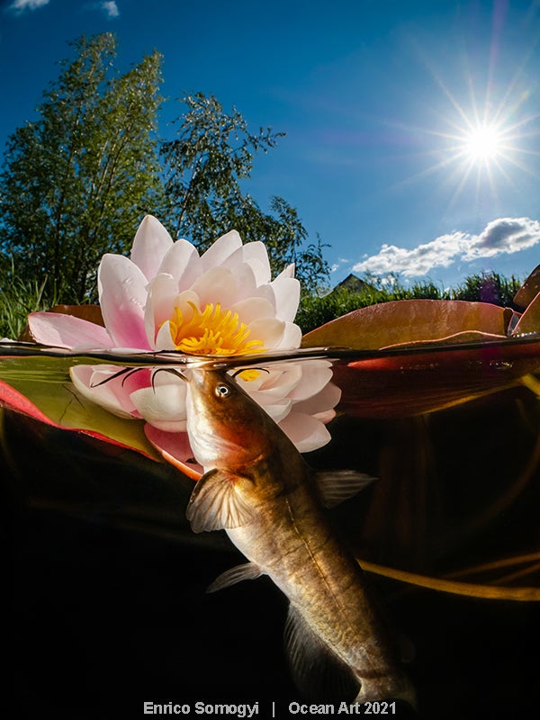 Las imágenes ganadoras del concurso 'Ocean Art' de fotografía submarina organizado por la publicación 'Underwater Photography'. 