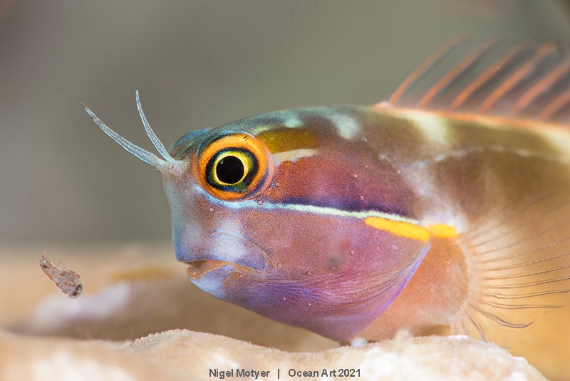 Las imágenes ganadoras del concurso 'Ocean Art' de fotografía submarina organizado por la publicación 'Underwater Photography'. 