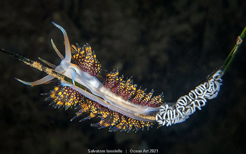 Las imágenes ganadoras del concurso 'Ocean Art' de fotografía submarina organizado por la publicación 'Underwater Photography'. 