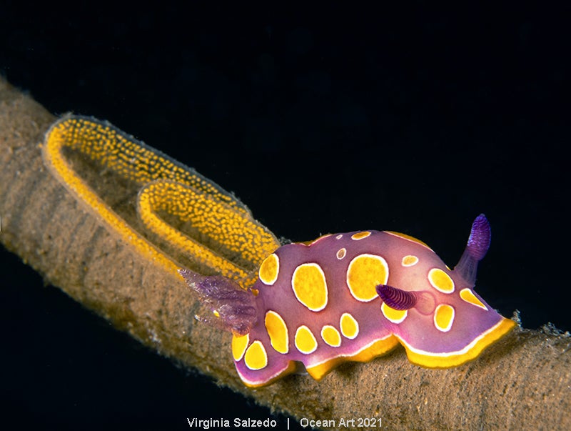 Las imágenes ganadoras del concurso 'Ocean Art' de fotografía submarina organizado por la publicación 'Underwater Photography'. 